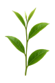 white tea