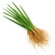 Vetiver