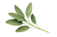 Sage