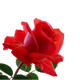 ROSE WATER